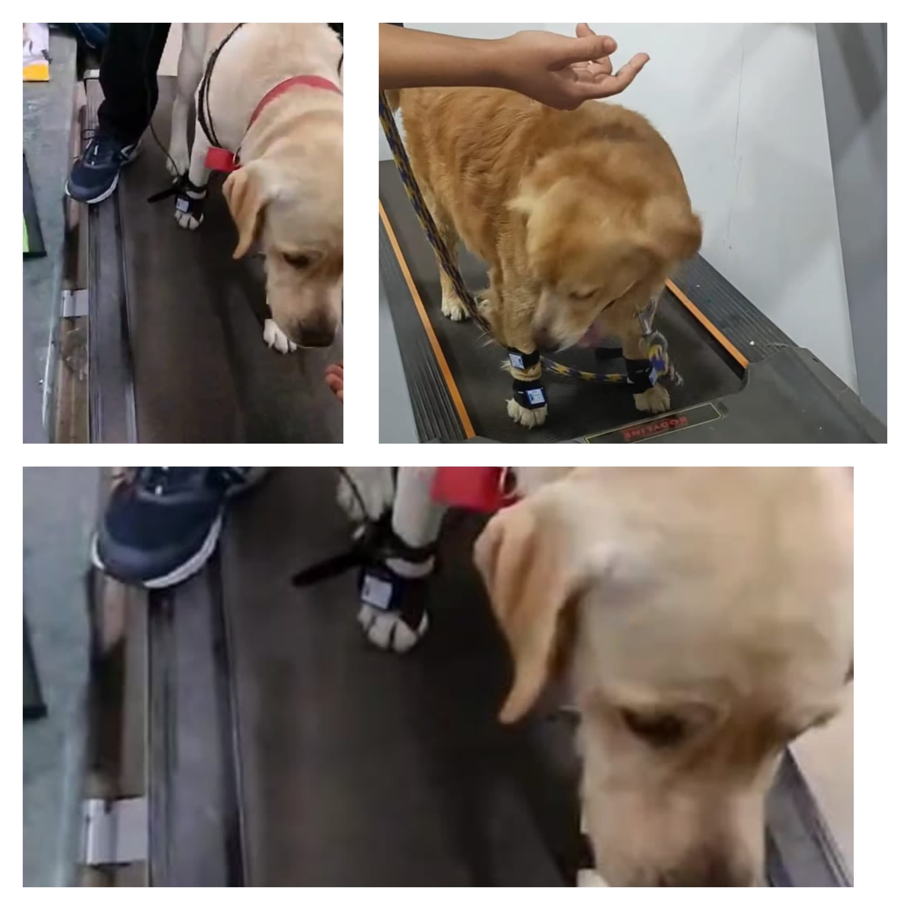 3D Printed V-Type Engine Prototype with Gear Mechanism 