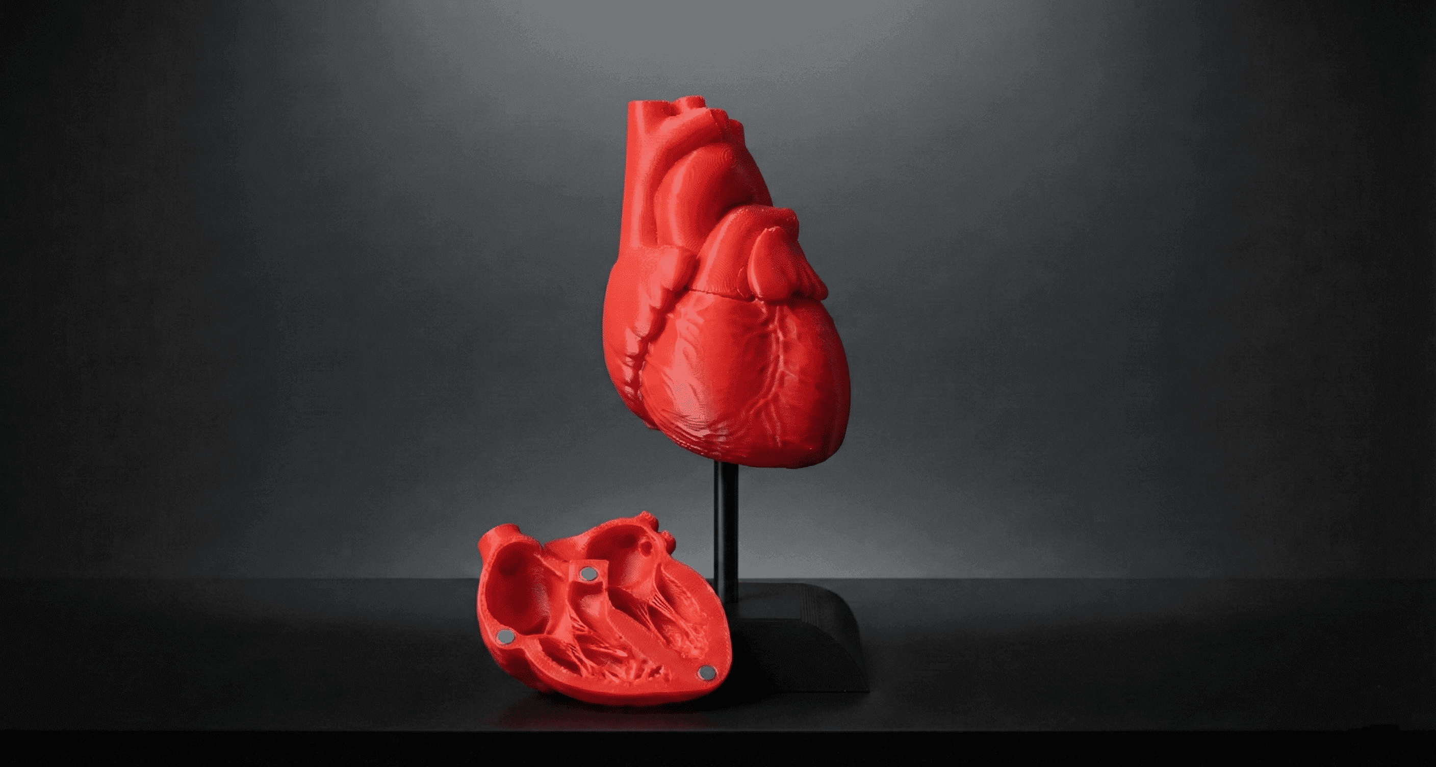 Anatomical Human Heart Model