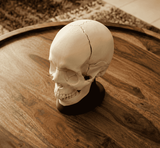 Magnetic Anatomical Human Skull Model - 18-Piece