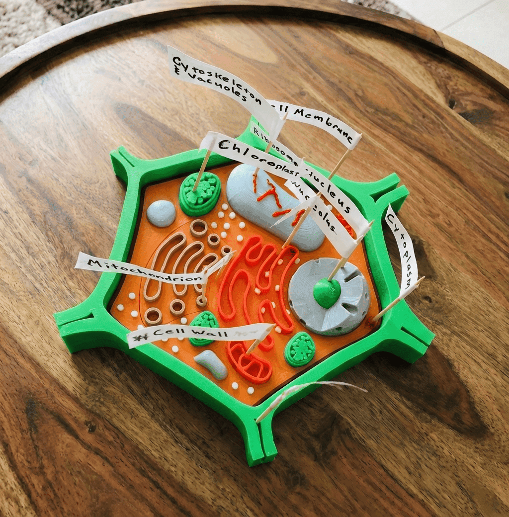 3D Printed Plant Cell Model - Cross-Section Biology Kit