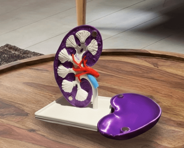 Magnetic Kidney Anatomy Model - Cross-Sectional Educational Display