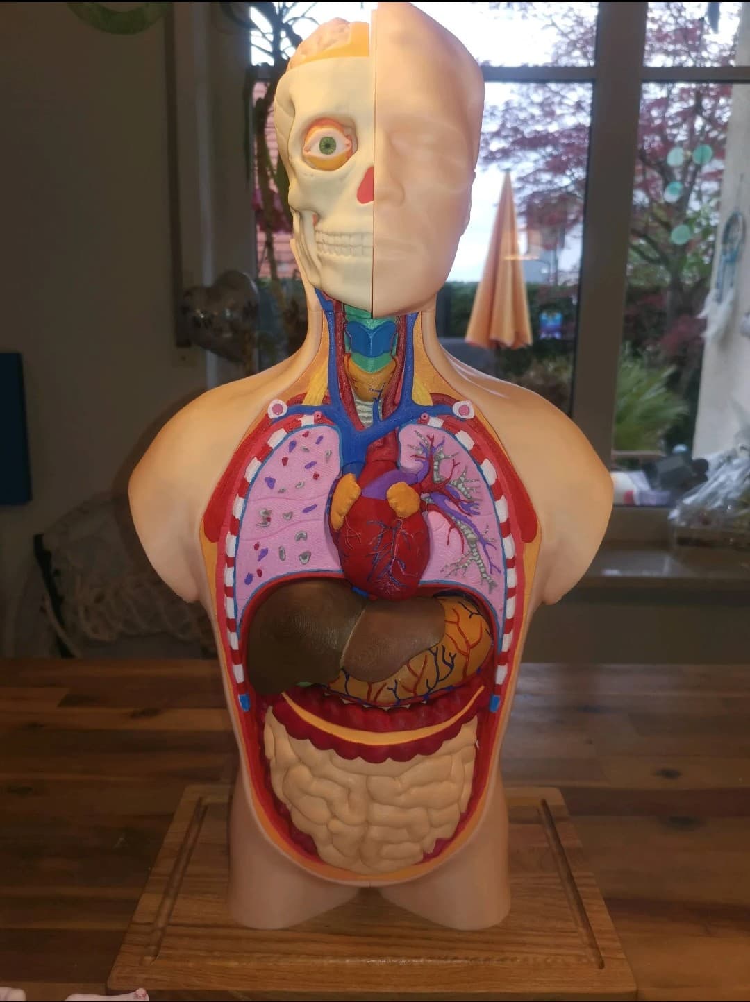 Giant 3ft Human Anatomy Torso Model - Interactive STEM Biology Kit
